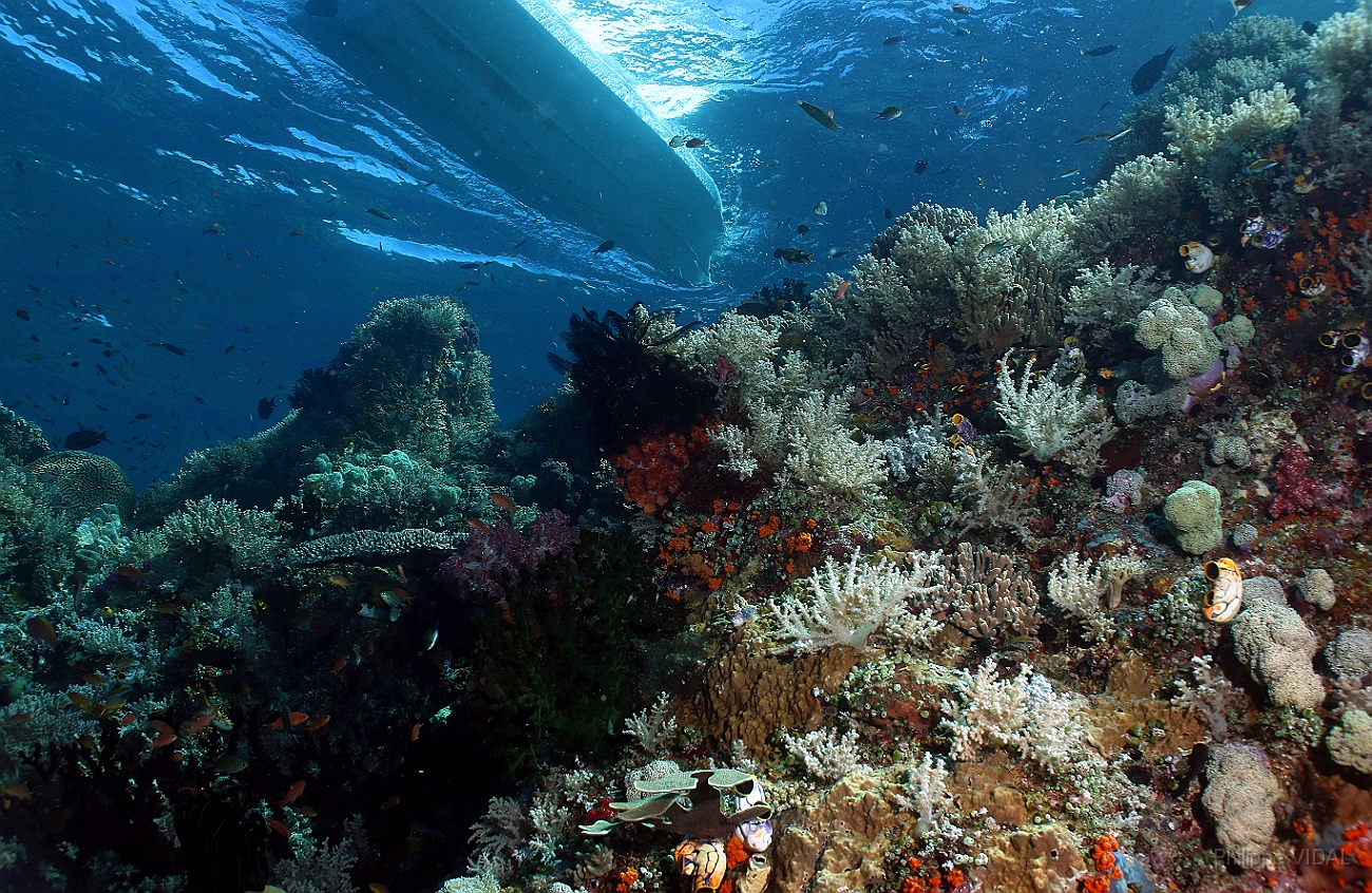 Raja Ampat 2016 - Corail - Ambiance - IMG_4903_rc.jpg